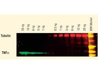 Dylight conjugated antibody - Western Blot