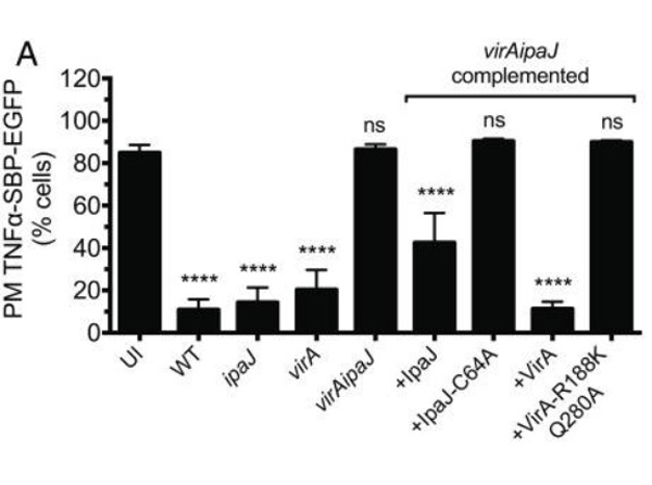 RUSH Assay using Anti-GFP Antibody DyLight™680 Conjugated
