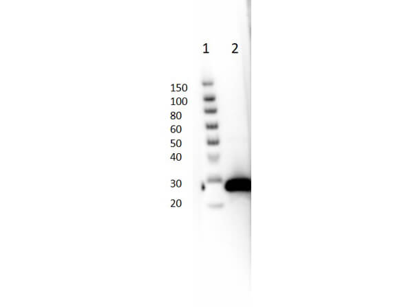 Western blot of Ms Anti-GFP Antibody.