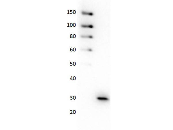 Western Blot of Anti-GFP HRP Conjugated Antibody