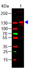 COLLAGEN III Antibody - Western Blot