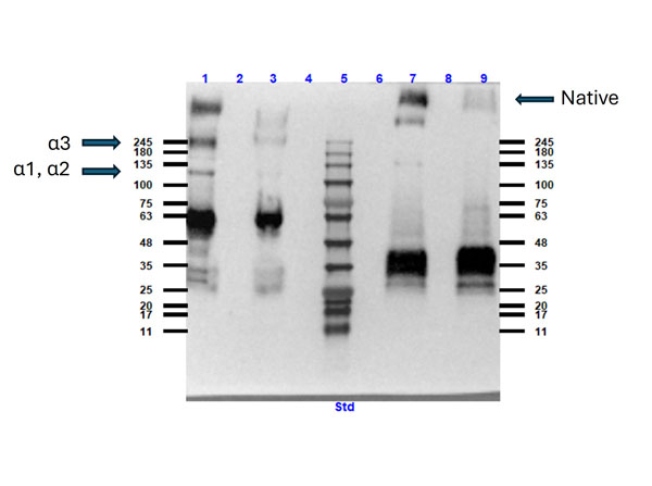 Western Blot of Collagen VI