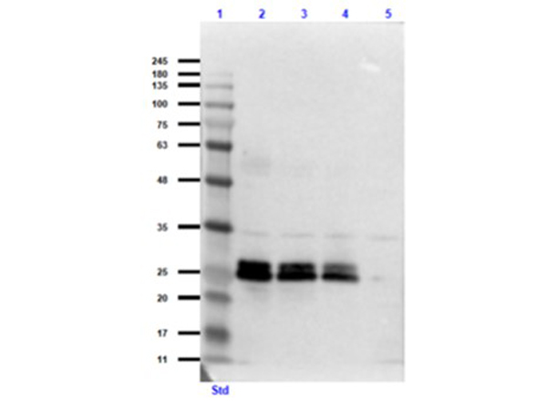 Western Blot of Rabbit anti-GFP antibody.