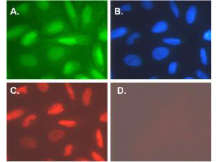 Anti-hTERT Antibody  - Immunofluorescence Microscopy