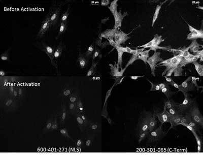 Anti-p65 NLS Antibody - Immunocytochemistry