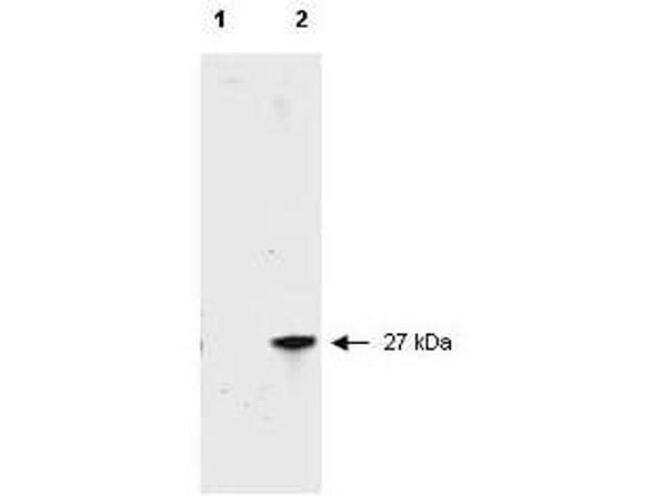 Anti-RFP Antibody - Western Blot