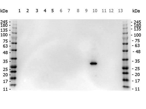 Rabbit anti-RFP Western Blot