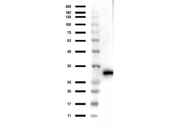 Western Blot of Rabbit anti-RFP Antibody