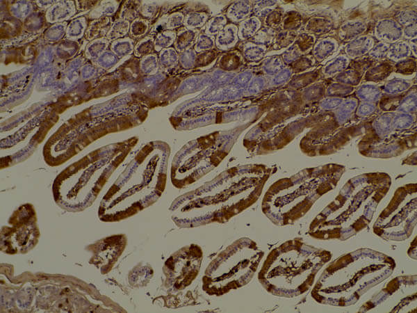 Immunohistochemistry of Anti-RFP Antibody.