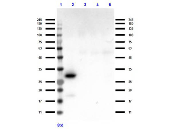 Western Blot of Ready-to-Use Anti-RFP Antibody