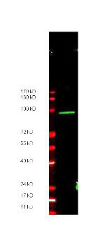 Anti-Myc epitope tag Antibody - Western Blot