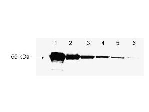 FLAG™ conjugated proteins - Western Blot