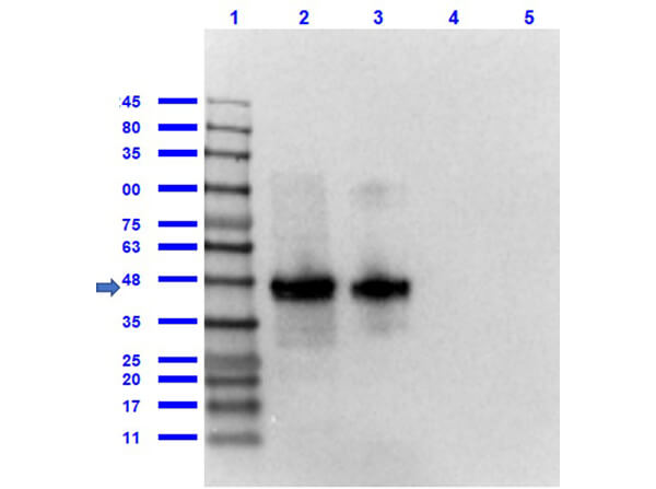 Western Blot of Rabbit Anti-FLAG Antibody