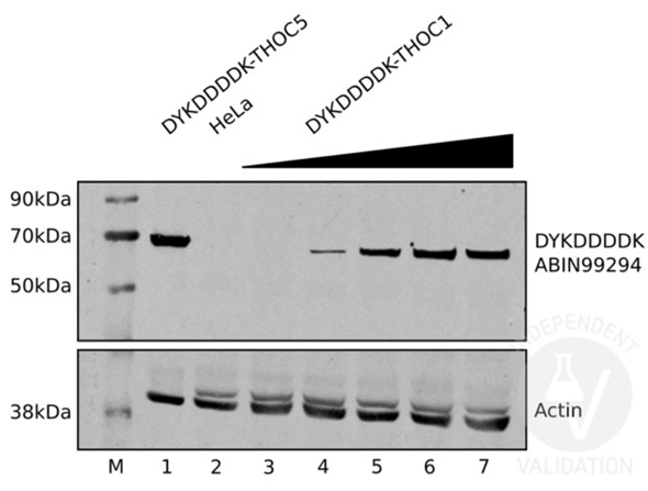 Western Blot of the antibody for the detection of FLAG® conjugated proteins.