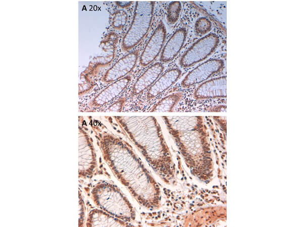 Immunohistochemistry - Anti-AuroraB pT232 Antibody