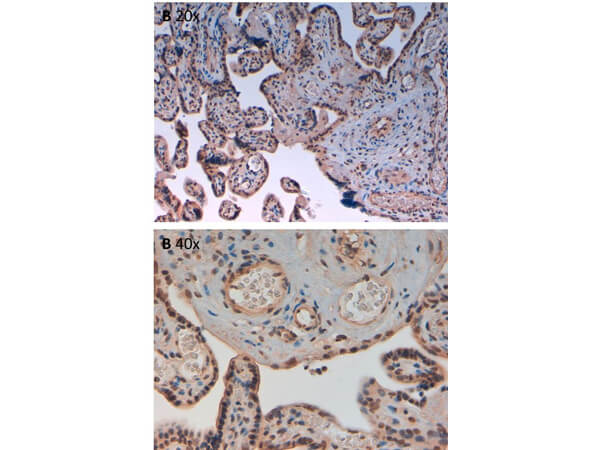 Immunohistochemistry - Anti-AuroraB pT232 Antibody