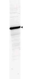 Anti-HDAC-1 Antibody - Western Blot