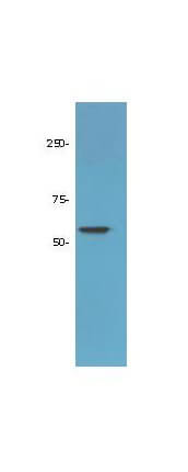 Anti-HDAC-1 Antibody - Western Blot