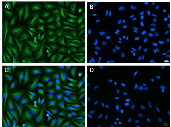 Alpha-Tubulin Antibody