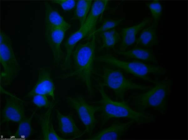Rabbit anti-Alpha Tubulin