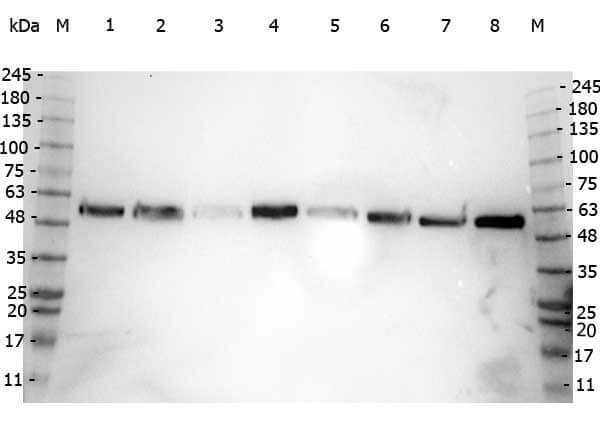 Rabbit anit-Alpha tubulin WB