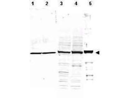 Alpha Tubulin Antibody - Western Blot