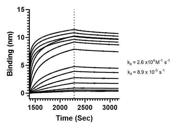 Binding mode and kinetic analysis of Anti-SARS-CoV Nucleocapsid