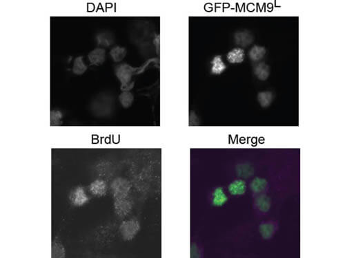 Immunofluorescence Microscopy - Rabbit anti-BrdU