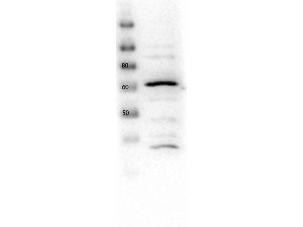 Western Blot of Rabbit Anti-Glut2
