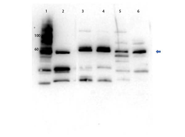 Western Blot of Rabbit Anti-Glut2 Antibody