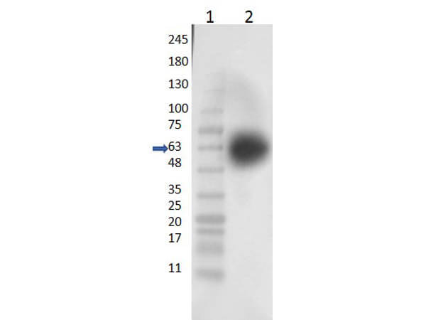 Western Blot of Rabbit Anti-KLF4 Antibody