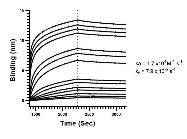 Binding mode and kinetic analysis of Anti-SARS-CoV-2 Nucleocapsid