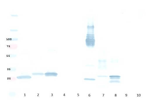 Western Blot -Rabbit anti-mCherry