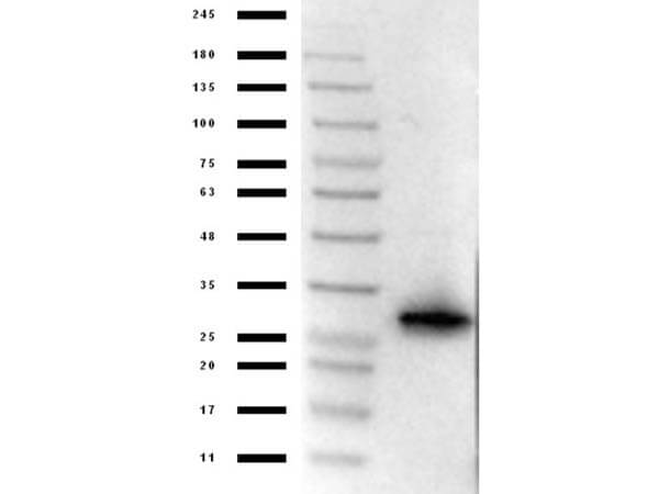 Western Blot of Anti-mCherry Antibody