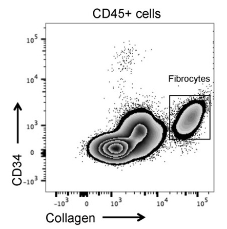 Anti-Collagen Type I FITC
