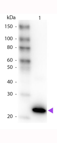 WB - GFP Antibody Peroxidase Conjugated