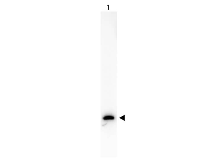 Biotin Mouse Anti GFP Antibody - Western Blot