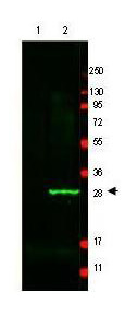 Anti-GFP Antibody - Western Blot