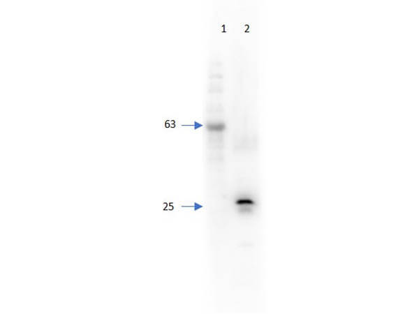 Western Blot of Chicken Anti-RFP Antibody Biotin Conjugated