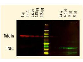 Goat IgG (H&L) Antibody DyLight™ 680 Conjugated