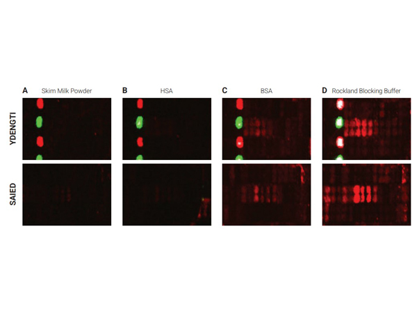 Selected sections of the PEPperCHIP® Peptide Microarrays after assay with different blocking reagents