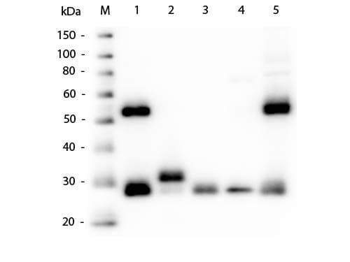 Western Blot - Anti-Mouse IgG (H&L) (GOAT) Antibody
