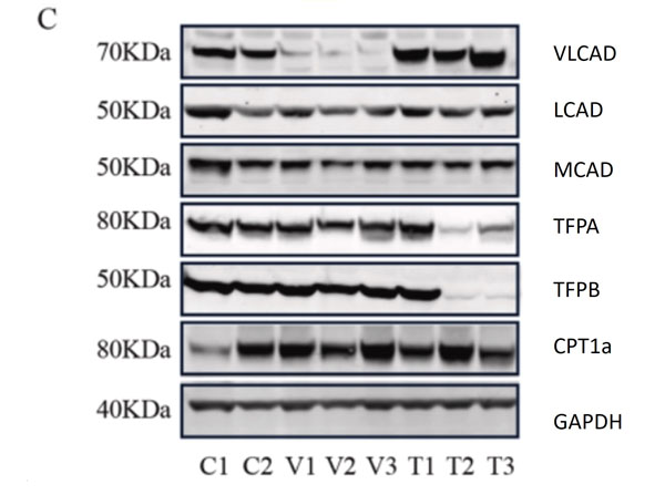 Mouse IgG (H&L) Antibody DyLight™ 800 Conjugated