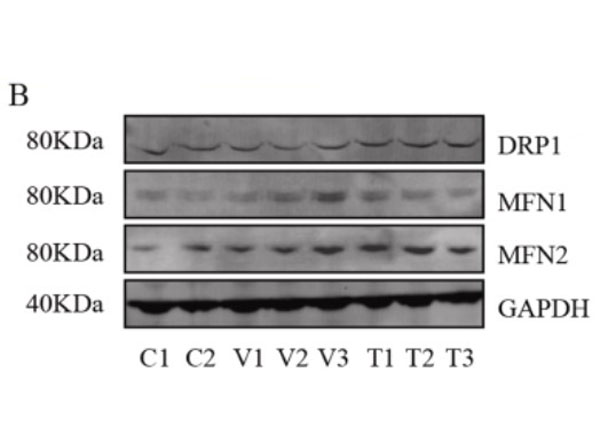 Western blot using goat Anti-Mouse IgG DyLight800