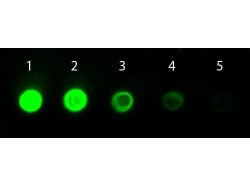 Mouse IgG Antibody DyLight 800 Conjugated - Dot Blot