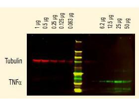 Anti-Tubulin and Anti-TNFa Antibodies - Western Blot