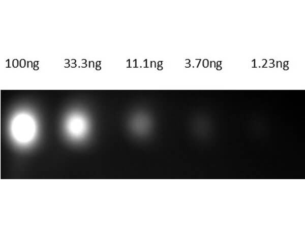 Dot Blot of Anti-Mouse IgG Antibody DyLight™800 Conjugate