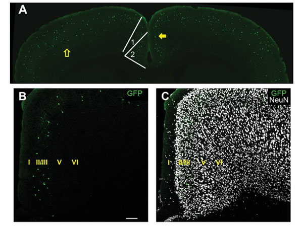 Mouse IgG (H&L) Antibody Dylight™ 405 Conjugated