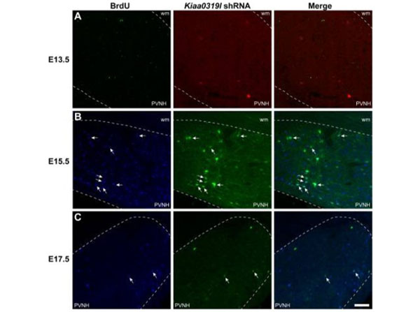 Mouse IgG Fc Antibody DyLight™ 405 Conjugated