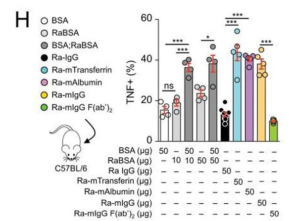 Results using Rabbit Anti-Mouse IgG